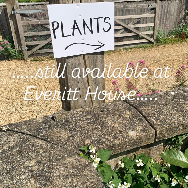 There’s still a varied selection of plants available for sale!